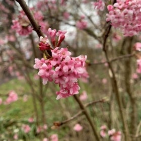 Small, pink flowers grow in a cluster on a brown branch. 