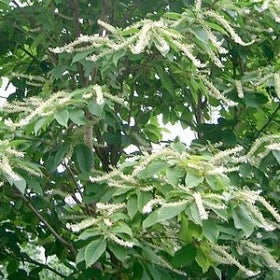 A tree in bloom with small white flowers growing in long, thin clusters and green foliage.