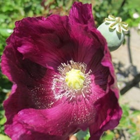 A purple flower with a white and yellow center.