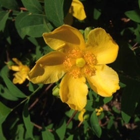 A bright yellow flower with five petals and a yellow center.