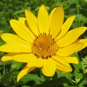 A bright yellow flower that looks similar to a sunflower.