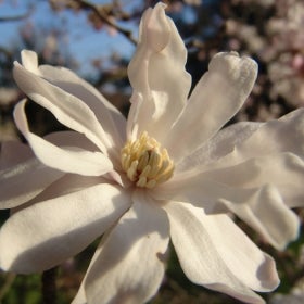 A close up of a white magnolia flower. 