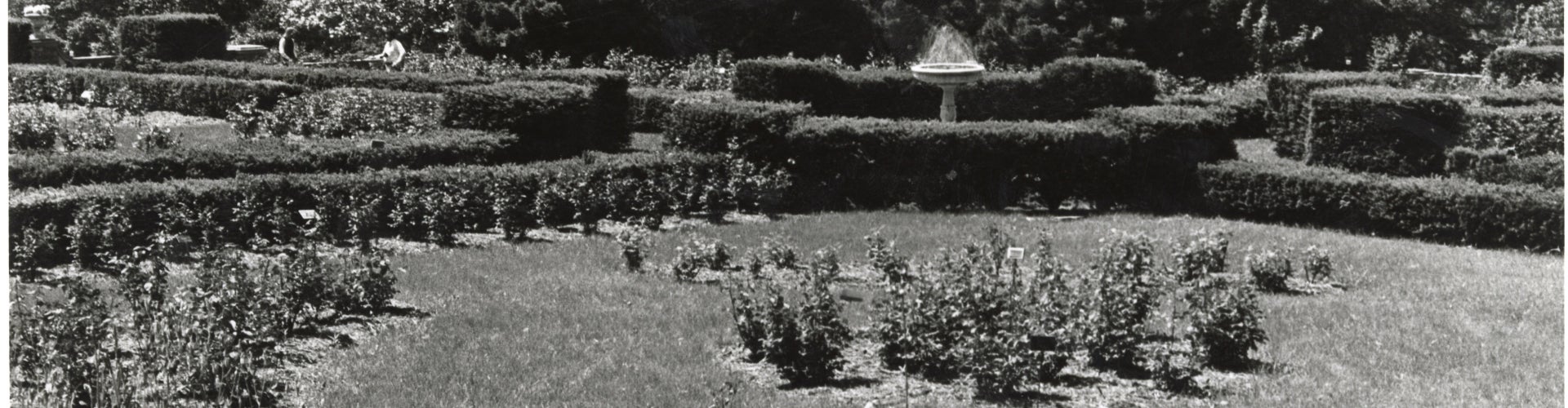 A black and white photograph of a public garden in 1971.
