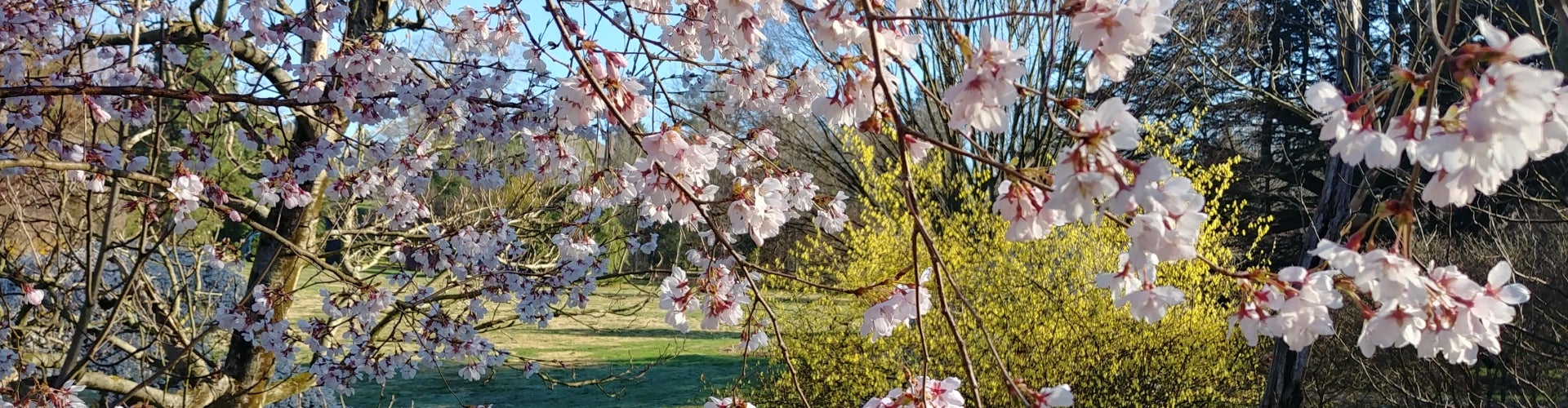 A cherry blossom in bloom. 