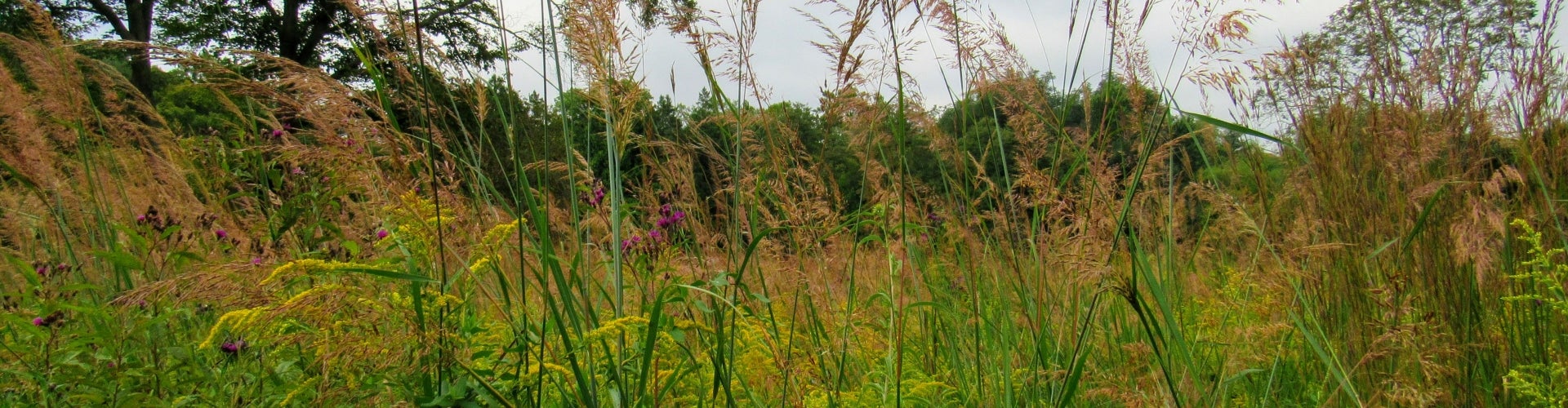 An outdoor view of a meadow. 
