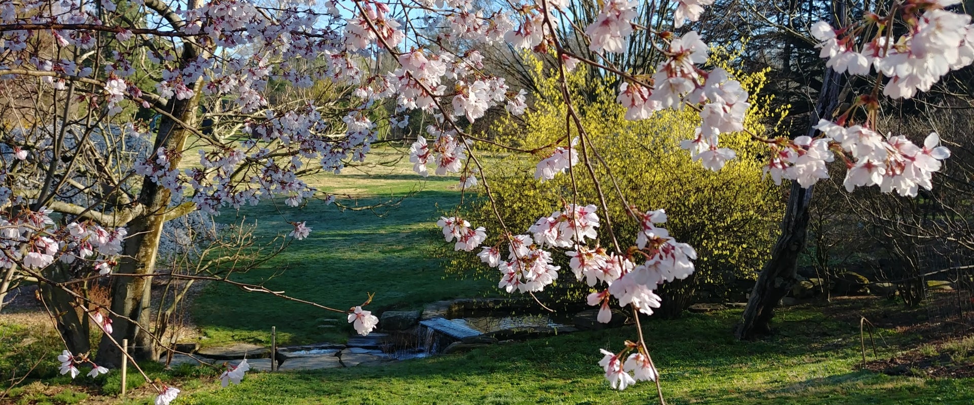 A cherry blossom tree in bloom in a green outdoor area.