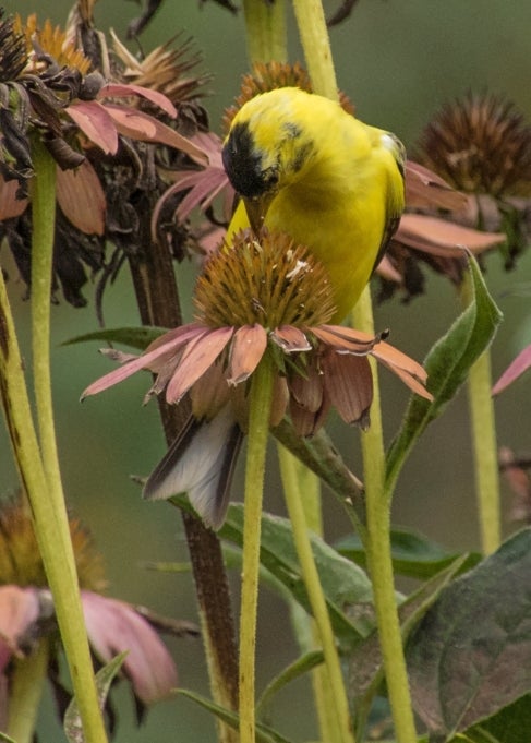 A yellow and black goldfinch perches on a pink coneflower, eating seeds. 