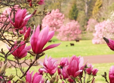 Pink magnolia flowers in bloom. 