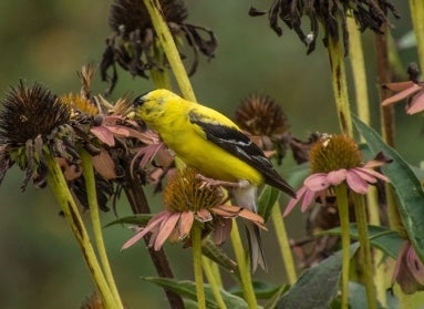 A bright yellow goldfinch eating pink coneflower seeds.