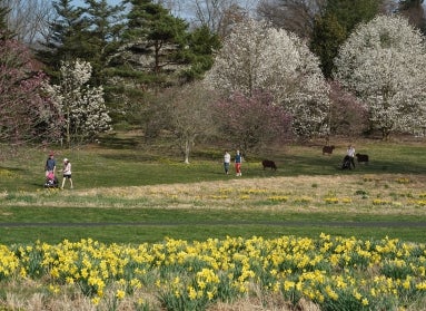 People walking through a green landscape with daffodils and magnolias in bloom.