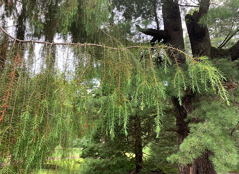 Provenance and Plants: Juniperus rigida (temple juniper) | Morris ...