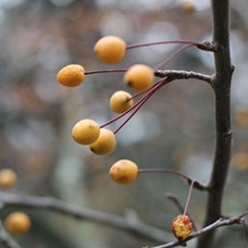 reddish-orange fruit of the Malus "Indian Magic"