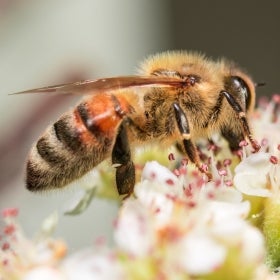 A bee on top of a white flower.
