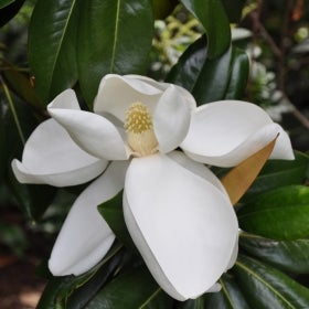 Magnolia grandiflora