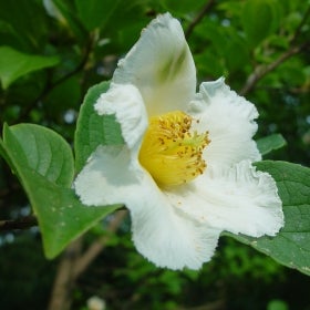 Stewartia pseudocamellia