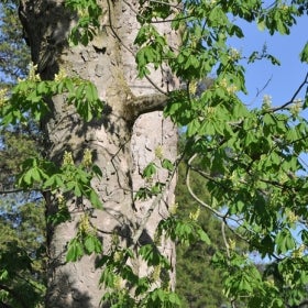 The green foliage of a yellow buckeye tree.