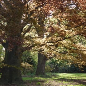 Fagus sylvatica