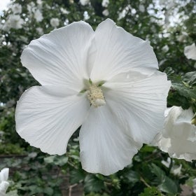 A large, all-white flower.
