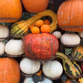 An assortment of gourds and pumpkins.