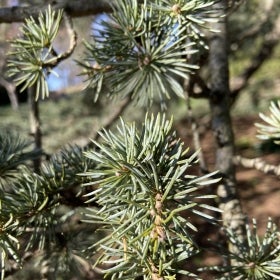 Blue-tinted needles on a Blue Atlas cedar in winter. 