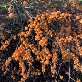 Bright orange berries of a Winter Gold common winterberry.