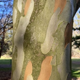 Orange, tan, and gray bark of a Japanese stewartia tree in winter. 