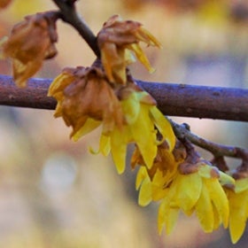 Small yellow flowers face downward on a brown branch. 