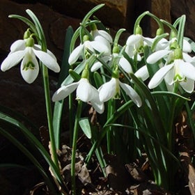 Small white flowers drooping towards the ground. 