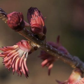 The red flowers of a katsura-tree.