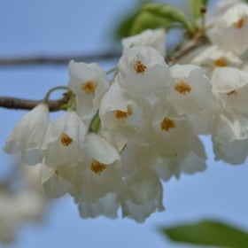 Small, delicate, cream-colored flowers hanging off a branch.