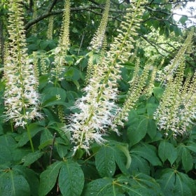 Dark green foliage with long stalks of clusters of small white flowers.