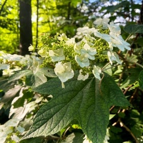 A white flowering hydrangea surrounded by dark green foliage on a sunny day. 
