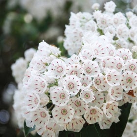 A close up of white mountain-laurel flowers.