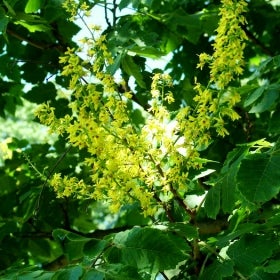 Green foliage with stalks of long clusters of small yellow flowers.