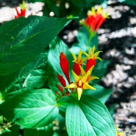 Small red and yellow flowers with deep green foliage. 