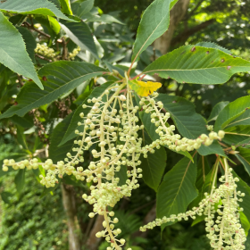 A plant with bright green foliage and long stems of pale green buds. 