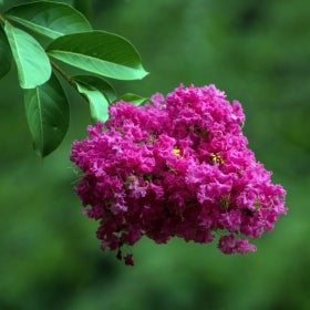A cluster of small magenta flowers.