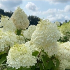 Bobo® panicle hydrangea in bloom with large clusters of small white flowers.