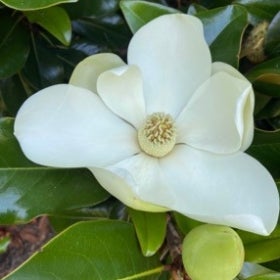 A large, white magnolia flower surrounded by green shiny foliage. 