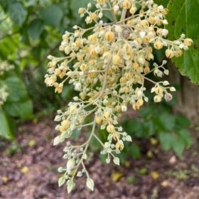 A cluster of very small, yellow, bell-shaped flowers.