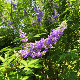 Long, narrow panicles of small purple flowers with green foliage. 