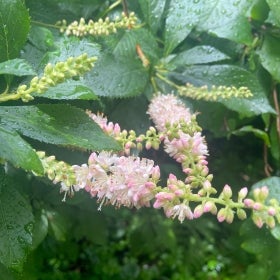 Cluster of small white and pink flowers along a light green stem with dark green foliage.