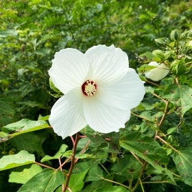 A large, white hibiscus flower with a maroon and pale yellow center. 