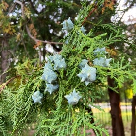 Small, spiked, blue-green cones adorn an evergreen tree.