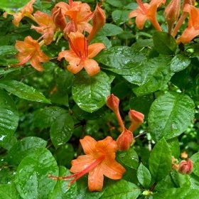 Small bright orange flowers with dark green foliage.