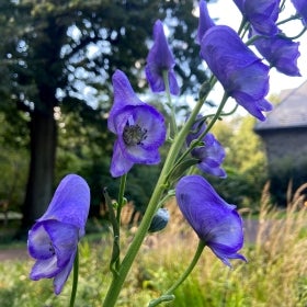 Purple flowers that resemble a hood growing up a green stem.