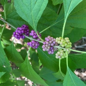 Clusters of bright purple fruit along thin green branches and foliage.