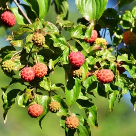 A close up of the small, round red fruit of a dogwood tree surrounded by bright green foliage.