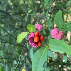 A bright pink seed pod exposing four orange fruits on a bush with green foliage. 