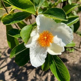 Small cream-colored flowers and bright yellow stamens surrounded by bright green foliage.